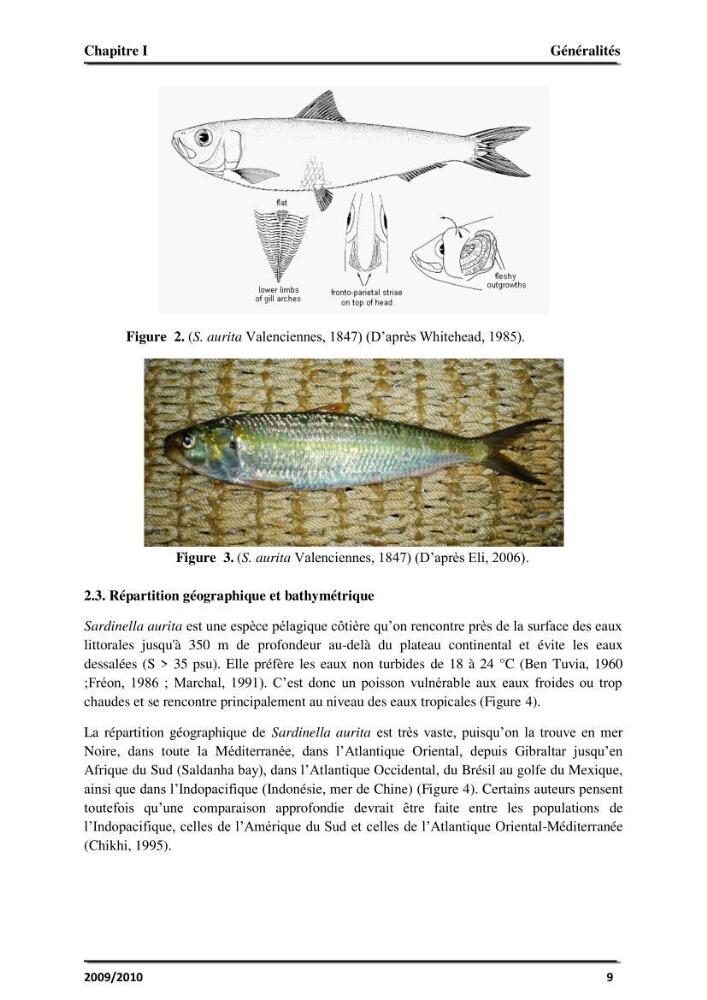 Application des logiciels FISAT II version 1.2.0 et FISHPARM version 3.0S pour la détermination des paramètres biologiques de la Sardinelle (Sardinella aurita, Valenciennes 1847) de la région centre de la côte algérienne: