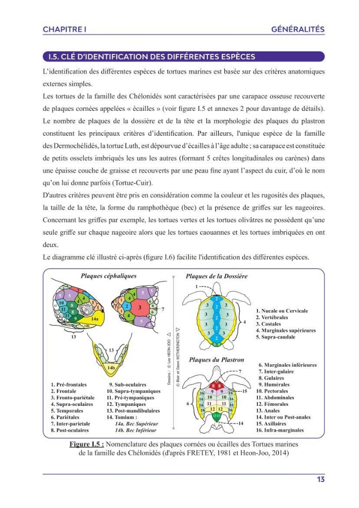 Contribution à l\'étude des échouages des tortues marines le long du littoral algérien