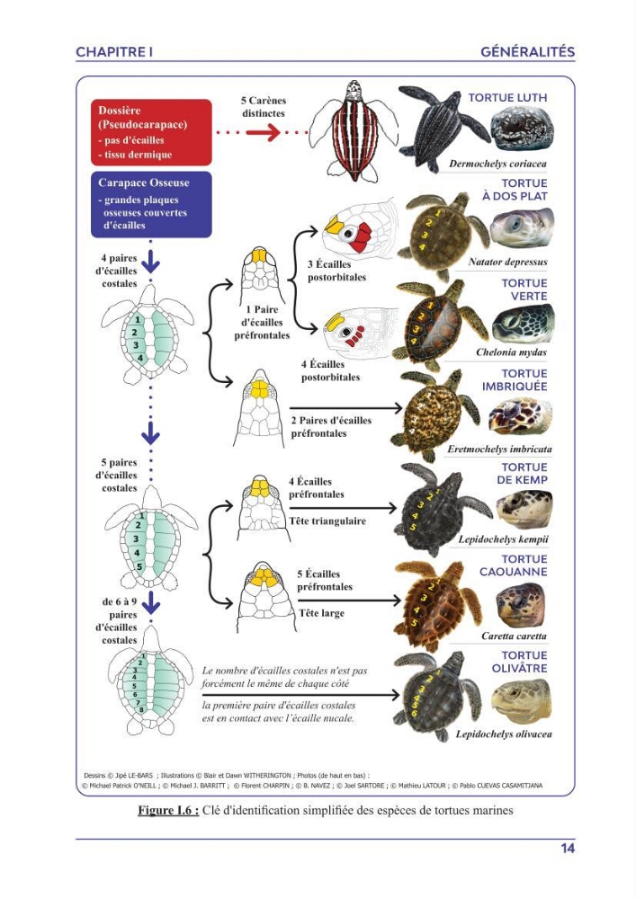 Contribution à l\'étude des échouages des tortues marines le long du littoral algérien