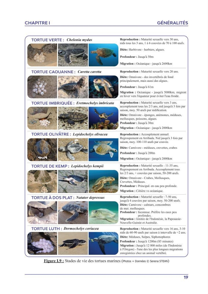 Contribution à l\'étude des échouages des tortues marines le long du littoral algérien