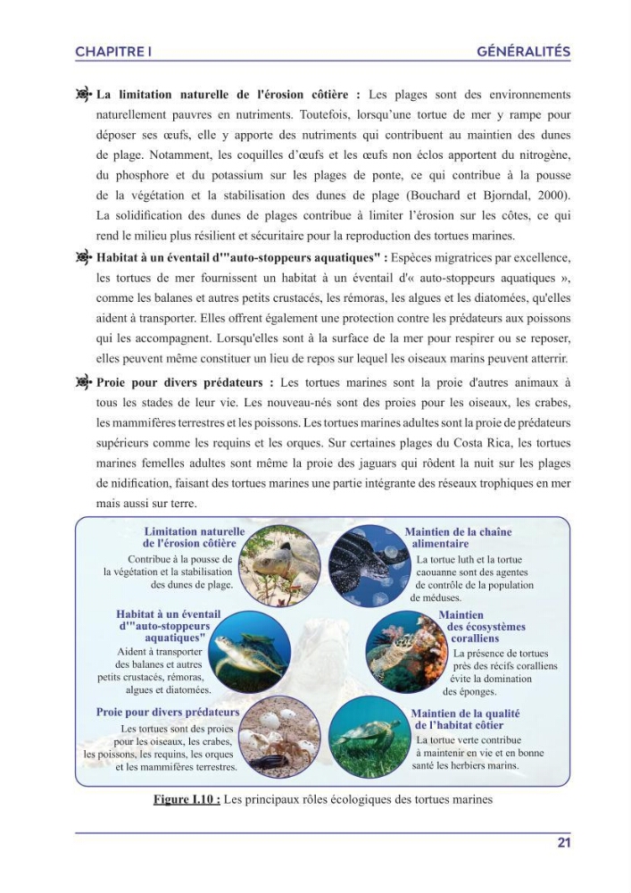 Contribution à l\'étude des échouages des tortues marines le long du littoral algérien