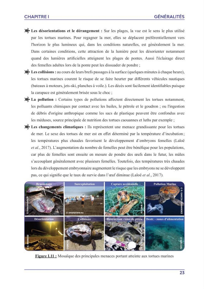 Contribution à l\'étude des échouages des tortues marines le long du littoral algérien