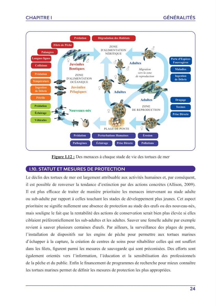 Contribution à l\'étude des échouages des tortues marines le long du littoral algérien