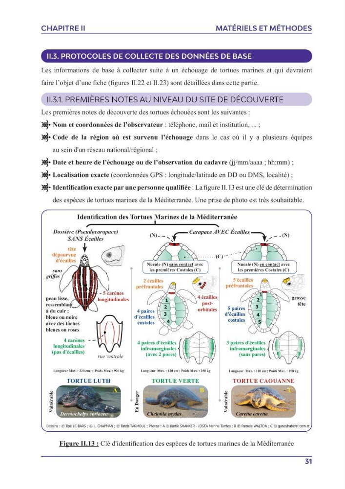 Contribution à l\'étude des échouages des tortues marines le long du littoral algérien