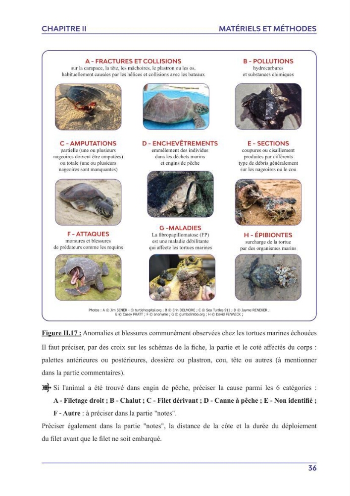 Contribution à l\'étude des échouages des tortues marines le long du littoral algérien
