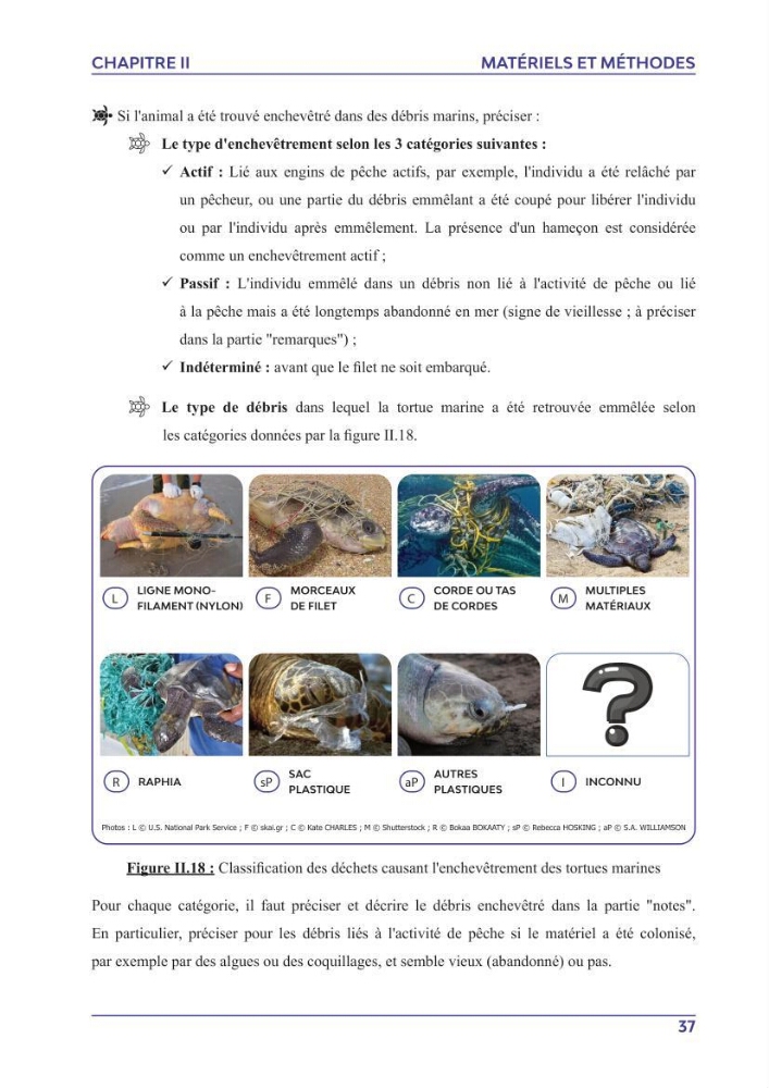 Contribution à l\'étude des échouages des tortues marines le long du littoral algérien