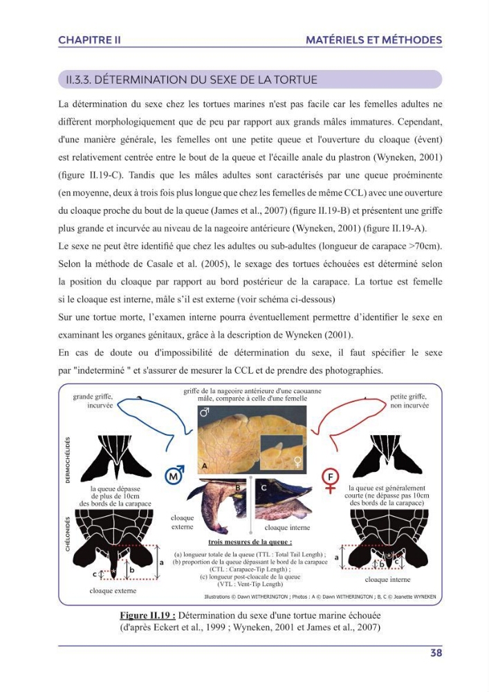 Contribution à l\'étude des échouages des tortues marines le long du littoral algérien