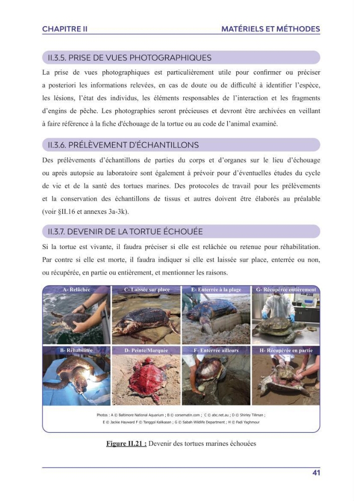 Contribution à l\'étude des échouages des tortues marines le long du littoral algérien
