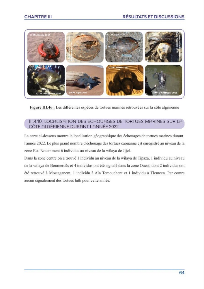 Contribution à l\'étude des échouages des tortues marines le long du littoral algérien
