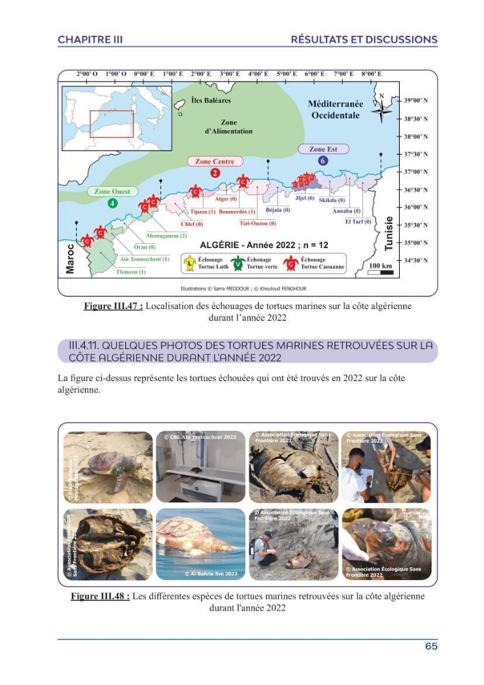 Contribution à l\'étude des échouages des tortues marines le long du littoral algérien