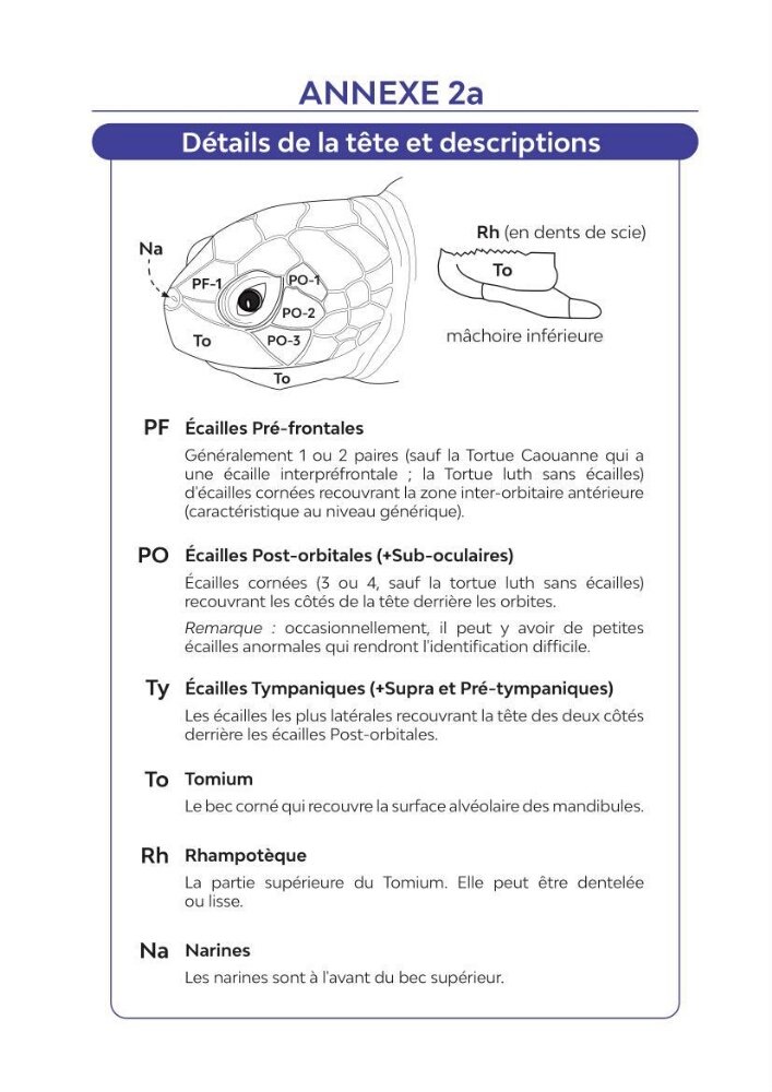 Contribution à l\'étude des échouages des tortues marines le long du littoral algérien