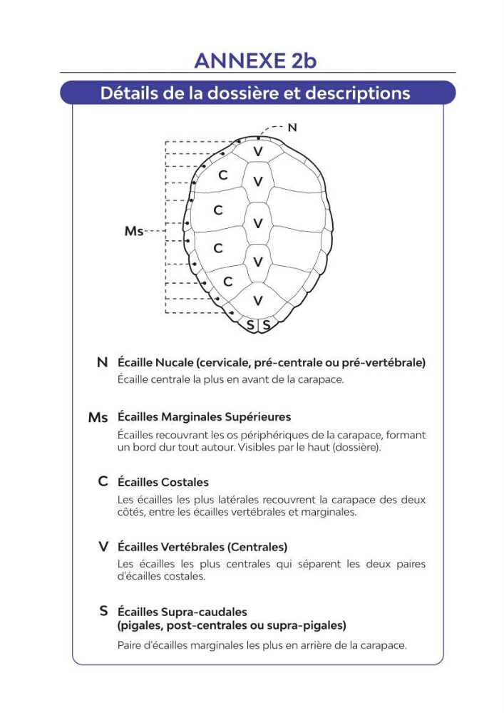 Contribution à l\'étude des échouages des tortues marines le long du littoral algérien