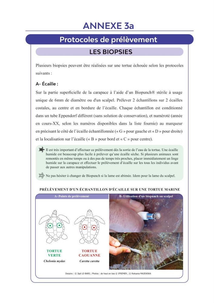 Contribution à l\'étude des échouages des tortues marines le long du littoral algérien