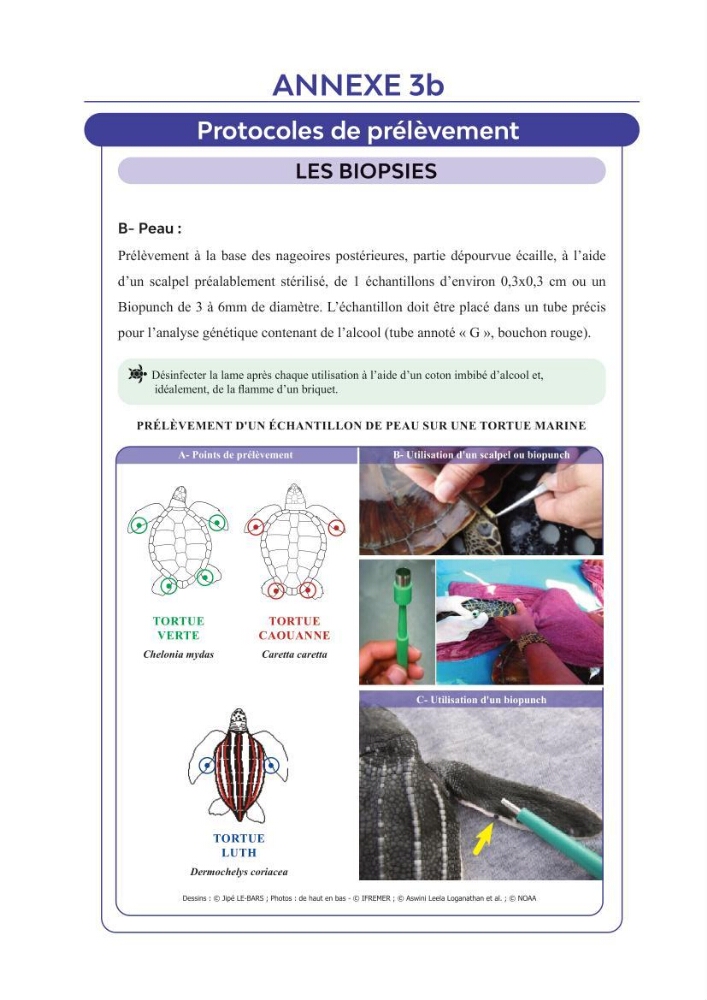 Contribution à l\'étude des échouages des tortues marines le long du littoral algérien