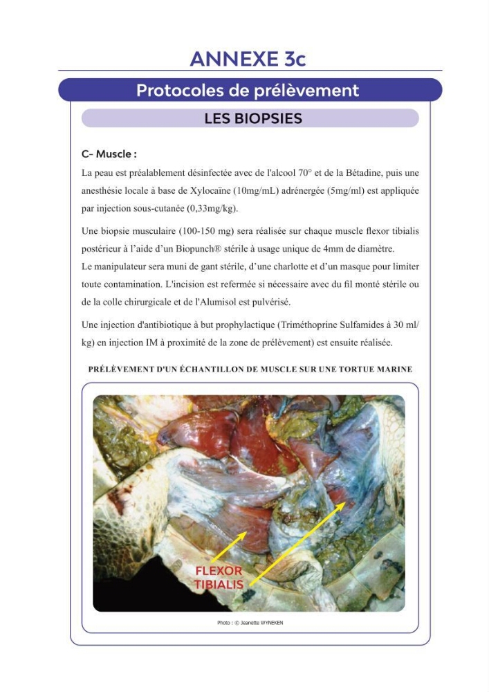 Contribution à l\'étude des échouages des tortues marines le long du littoral algérien