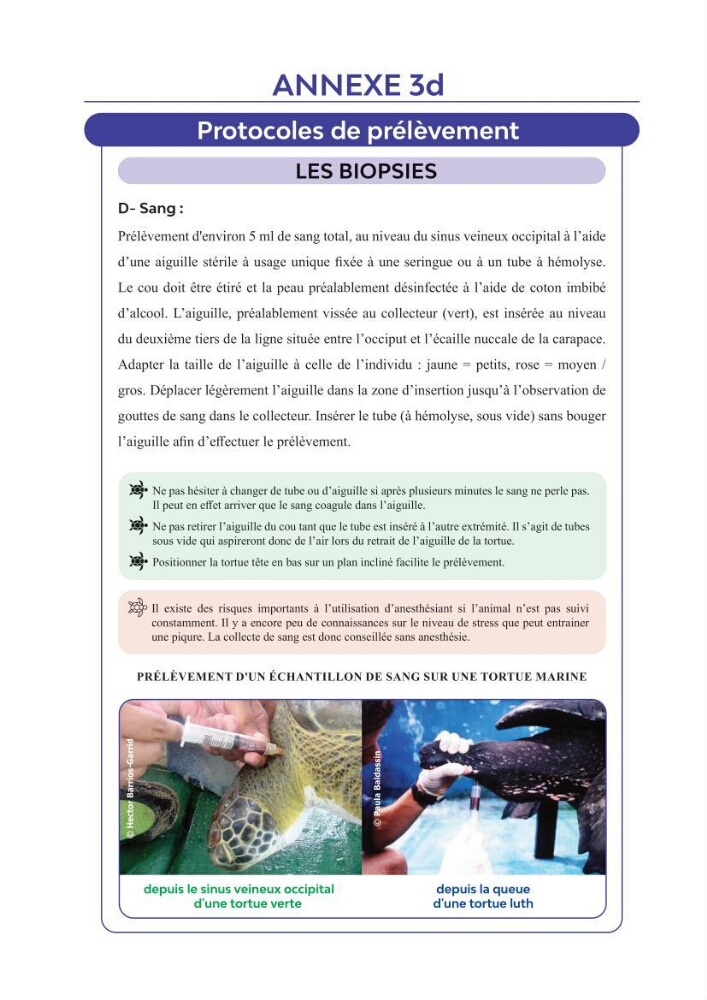 Contribution à l\'étude des échouages des tortues marines le long du littoral algérien