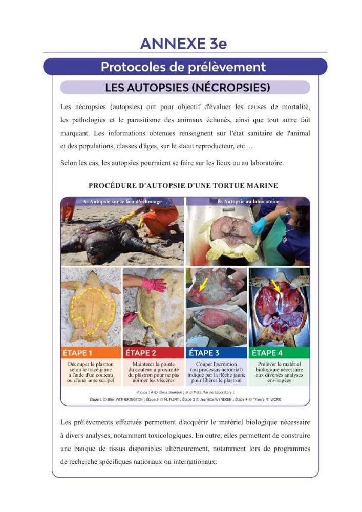 Contribution à l\'étude des échouages des tortues marines le long du littoral algérien