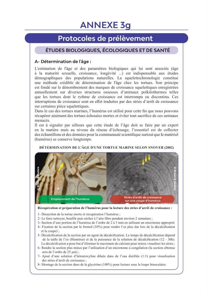 Contribution à l\'étude des échouages des tortues marines le long du littoral algérien