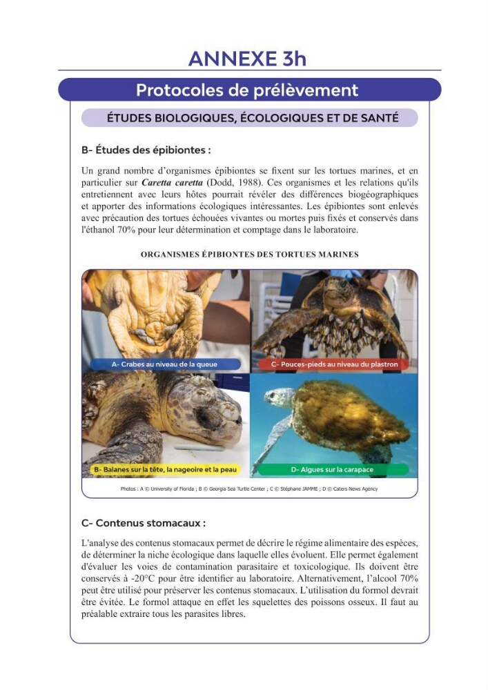 Contribution à l\'étude des échouages des tortues marines le long du littoral algérien