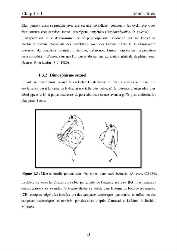 Les daphnies : caractéristiques, production et valorisation