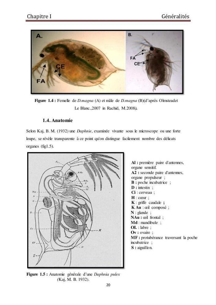 Les daphnies : caractéristiques, production et valorisation