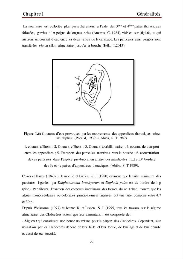 Les daphnies : caractéristiques, production et valorisation
