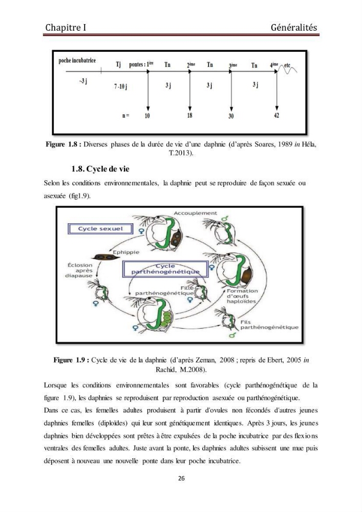 Les daphnies : caractéristiques, production et valorisation