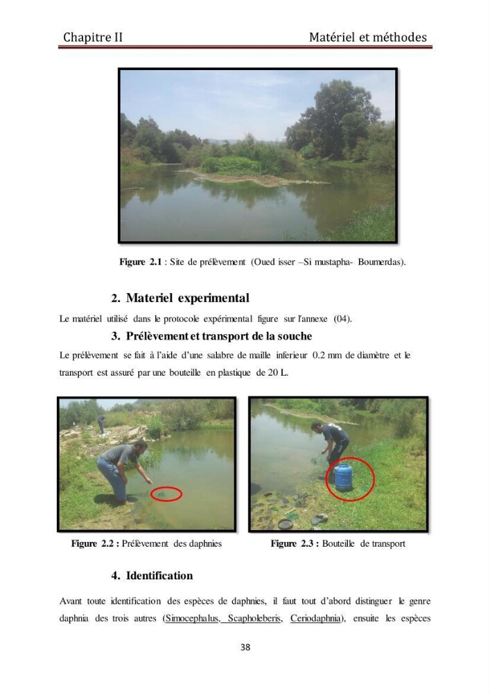 Les daphnies : caractéristiques, production et valorisation