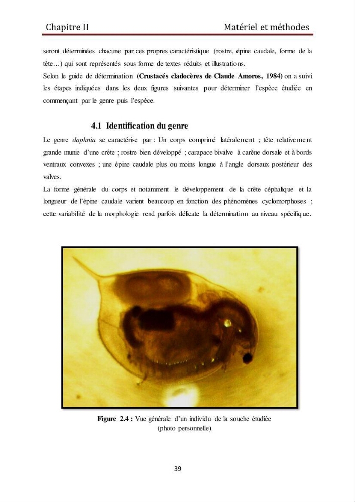 Les daphnies : caractéristiques, production et valorisation
