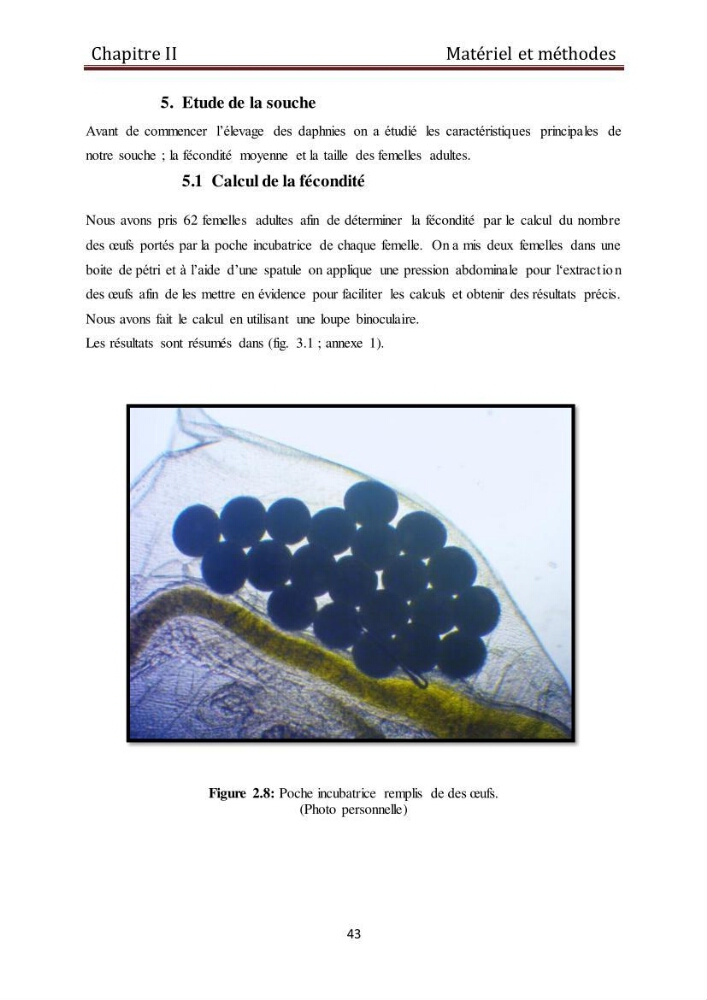 Les daphnies : caractéristiques, production et valorisation