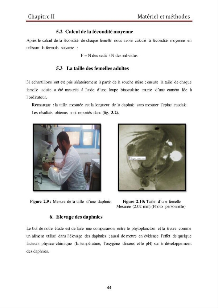 Les daphnies : caractéristiques, production et valorisation