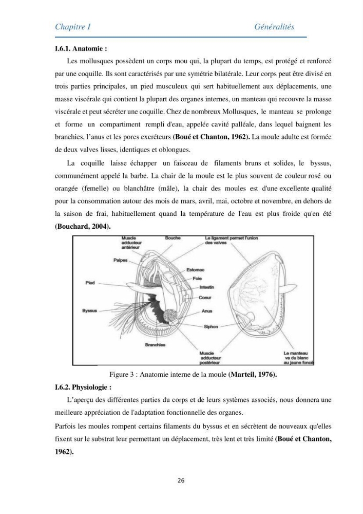 Etude des métaux traces chez les moules de la côte algeroise