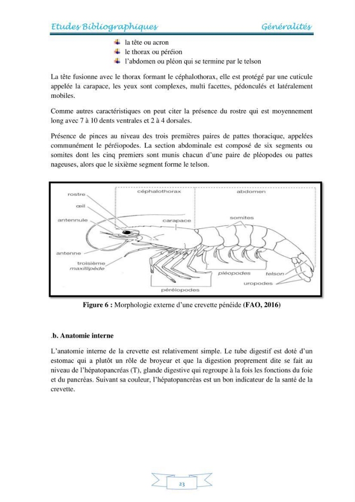 Contribution à la maîtrise des procédés d\'élevage de la crevette à pattes blanches Litopénaeus vannamel à basse salinité avec le système de biofloc dans la ferme pilote de crevetticulture de Hassi ben Abdallah (Ouargla):