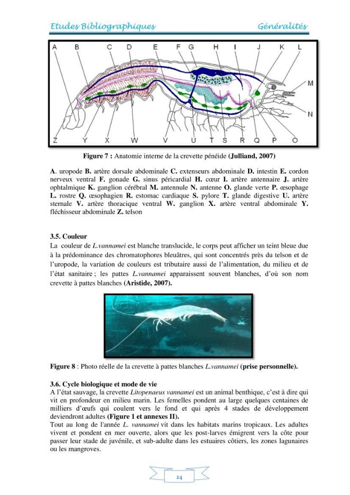 Contribution à la maîtrise des procédés d\'élevage de la crevette à pattes blanches Litopénaeus vannamel à basse salinité avec le système de biofloc dans la ferme pilote de crevetticulture de Hassi ben Abdallah (Ouargla):