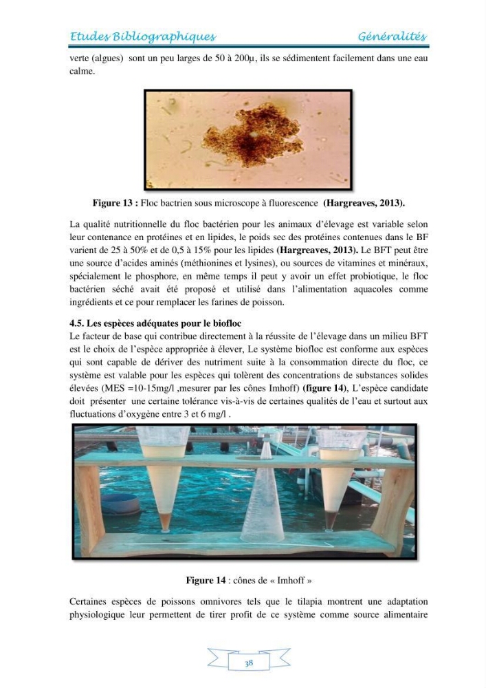 Contribution à la maîtrise des procédés d\'élevage de la crevette à pattes blanches Litopénaeus vannamel à basse salinité avec le système de biofloc dans la ferme pilote de crevetticulture de Hassi ben Abdallah (Ouargla):