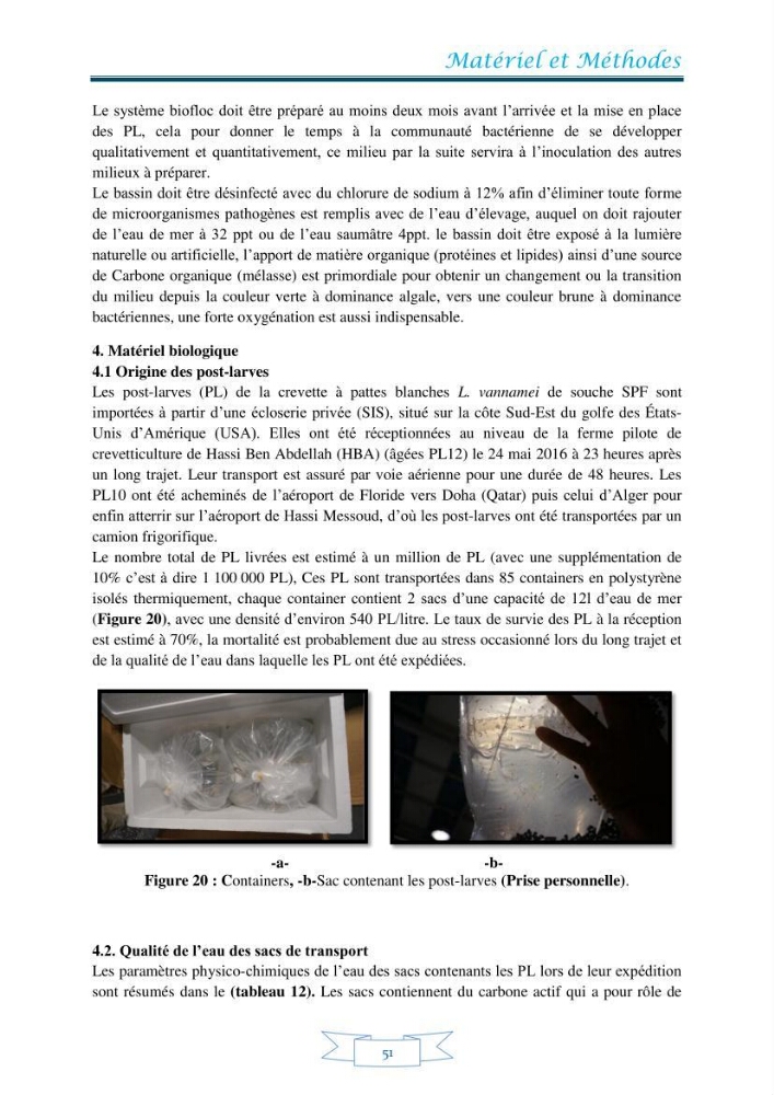 Contribution à la maîtrise des procédés d\'élevage de la crevette à pattes blanches Litopénaeus vannamel à basse salinité avec le système de biofloc dans la ferme pilote de crevetticulture de Hassi ben Abdallah (Ouargla):