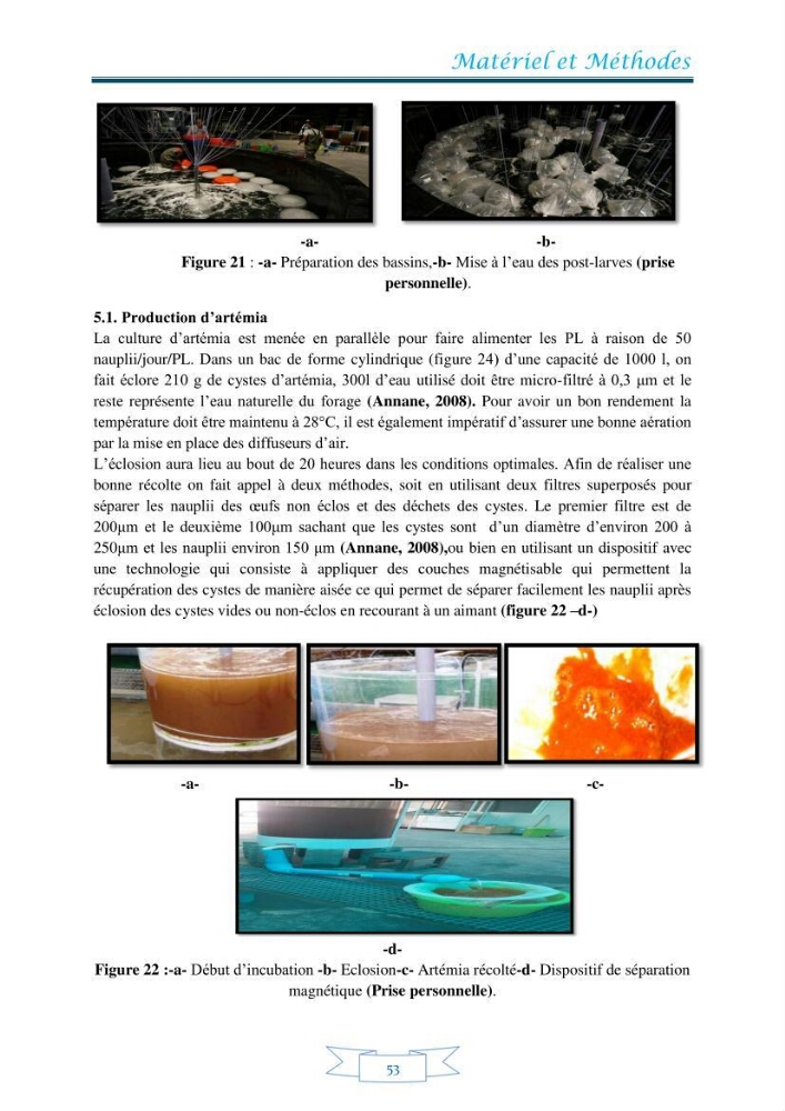 Contribution à la maîtrise des procédés d\'élevage de la crevette à pattes blanches Litopénaeus vannamel à basse salinité avec le système de biofloc dans la ferme pilote de crevetticulture de Hassi ben Abdallah (Ouargla):