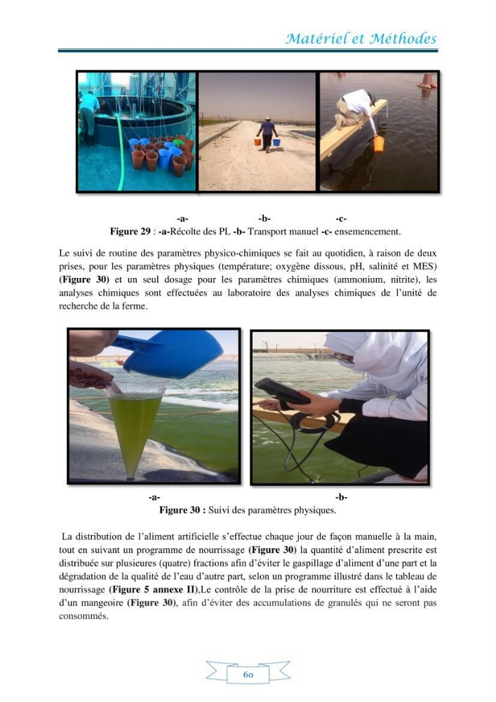 Contribution à la maîtrise des procédés d\'élevage de la crevette à pattes blanches Litopénaeus vannamel à basse salinité avec le système de biofloc dans la ferme pilote de crevetticulture de Hassi ben Abdallah (Ouargla):