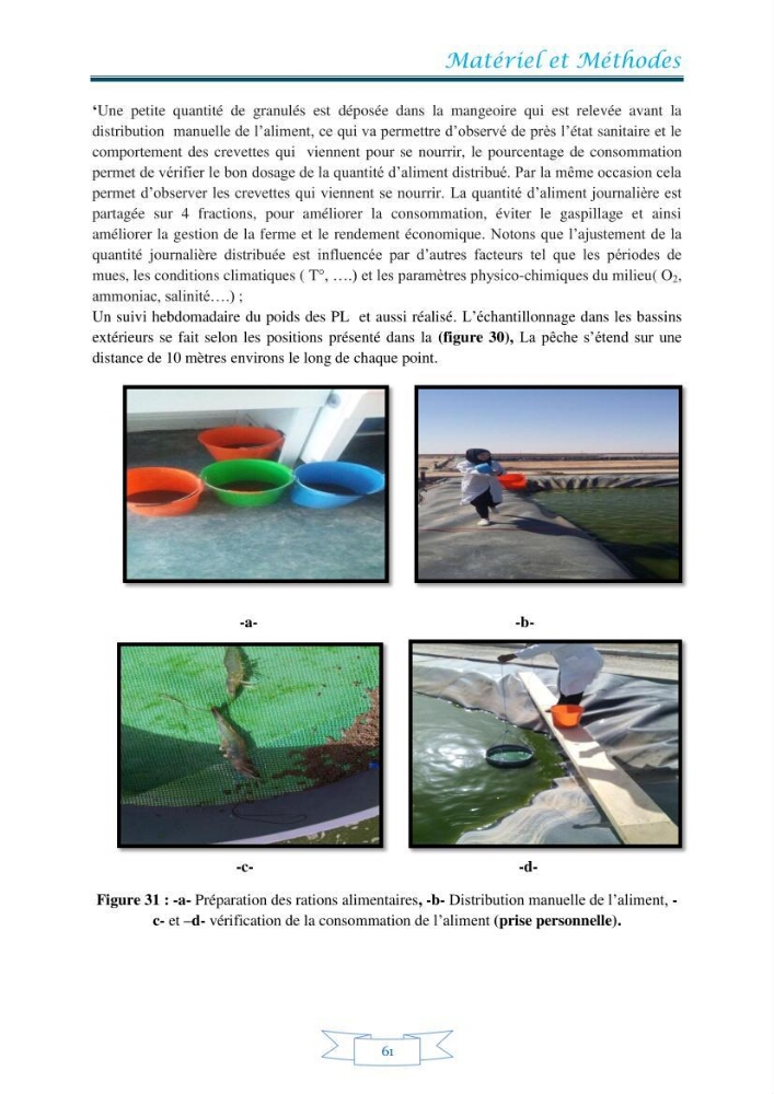 Contribution à la maîtrise des procédés d\'élevage de la crevette à pattes blanches Litopénaeus vannamel à basse salinité avec le système de biofloc dans la ferme pilote de crevetticulture de Hassi ben Abdallah (Ouargla):