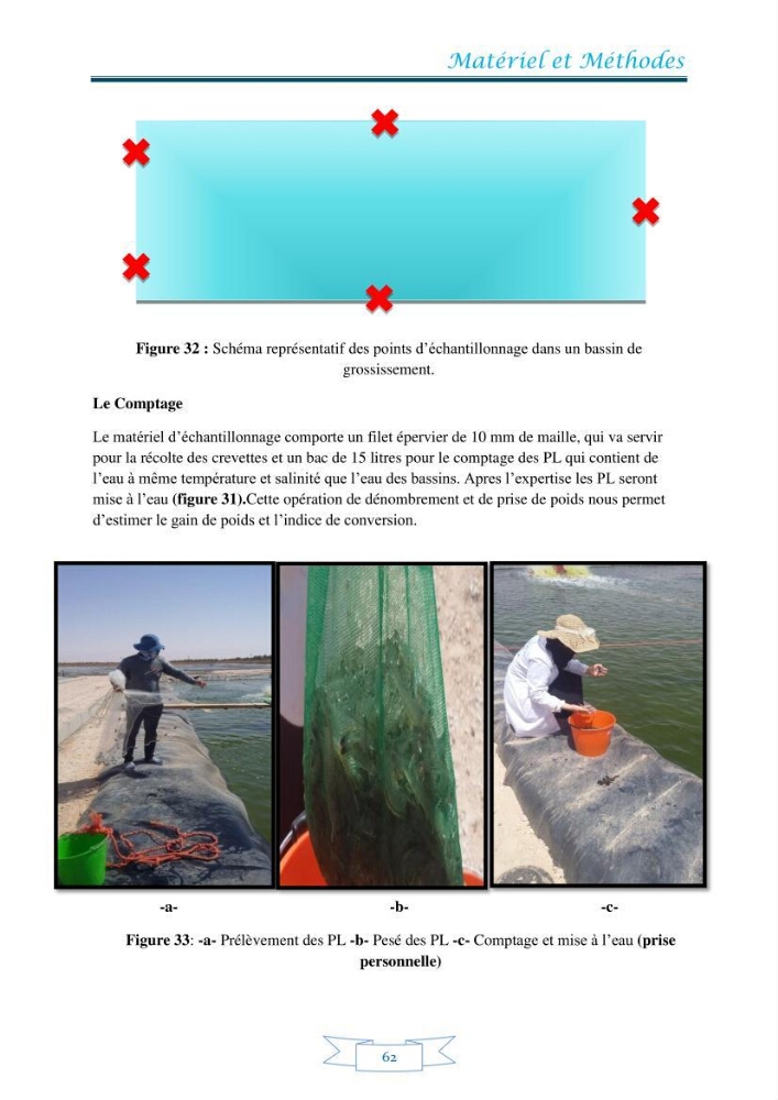 Contribution à la maîtrise des procédés d\'élevage de la crevette à pattes blanches Litopénaeus vannamel à basse salinité avec le système de biofloc dans la ferme pilote de crevetticulture de Hassi ben Abdallah (Ouargla):