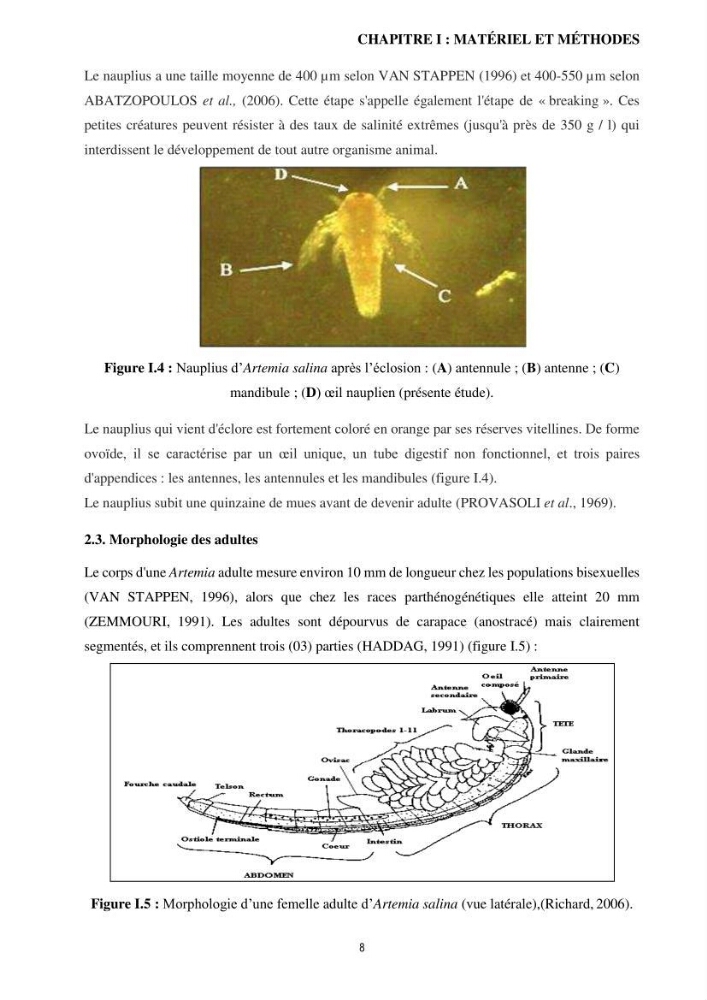 Mis en place des outils technologiques necessaires au developpement d\'un elevage d\'Artémia Salina du saline de Bethioua