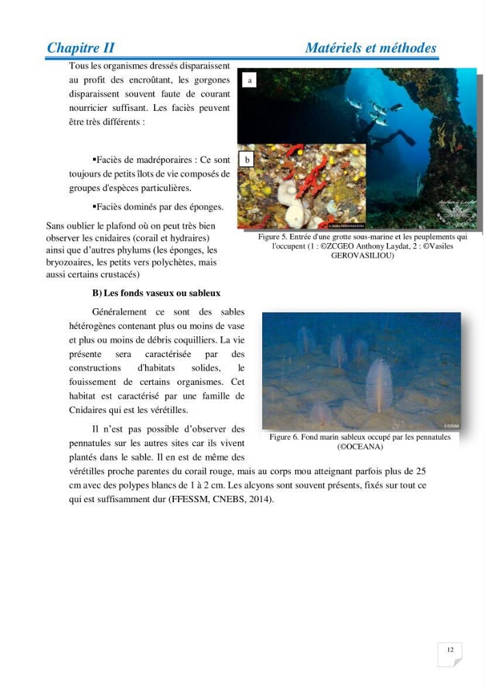 Inventaire des cnidaires de la côte Algérienne