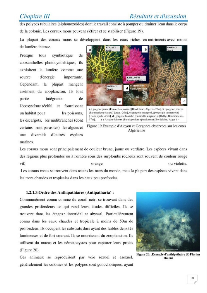 Inventaire des cnidaires de la côte Algérienne