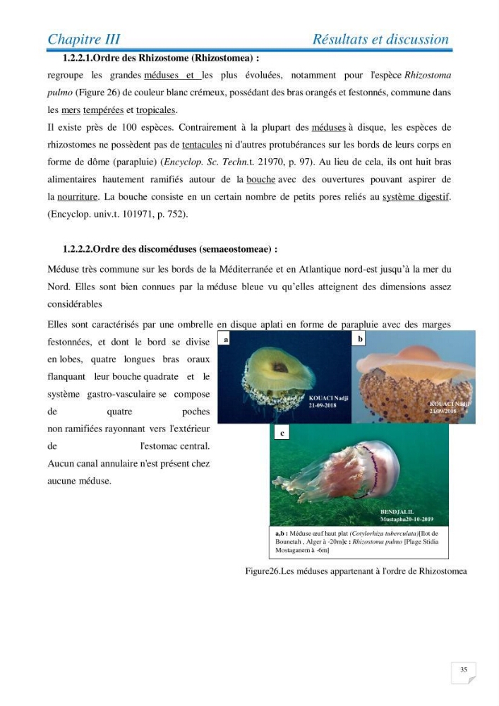 Inventaire des cnidaires de la côte Algérienne