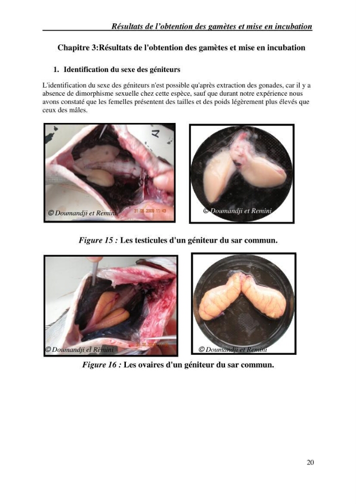 Gestion d\'un élevage de poisson d\'eau de mer
