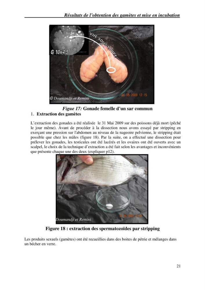 Gestion d\'un élevage de poisson d\'eau de mer