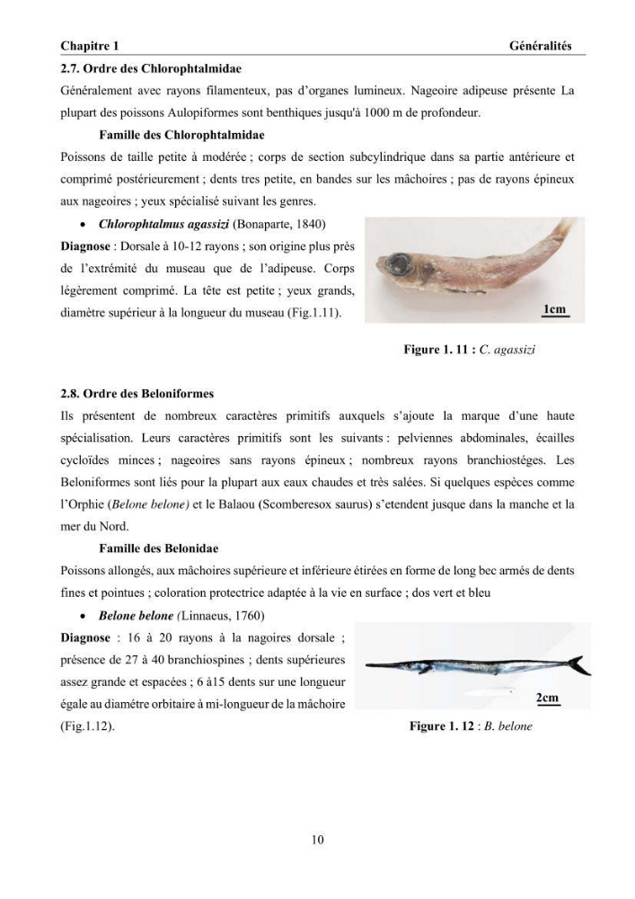 Ostéologie et analyse discriminante : cas des Macrouridae, Chlorophthalmidae, Centrolophidae, et Labridae de la côte algérienne.