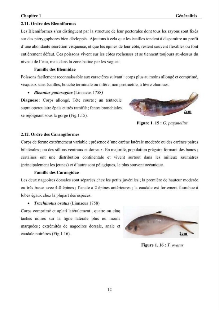 Ostéologie et analyse discriminante : cas des Macrouridae, Chlorophthalmidae, Centrolophidae, et Labridae de la côte algérienne.