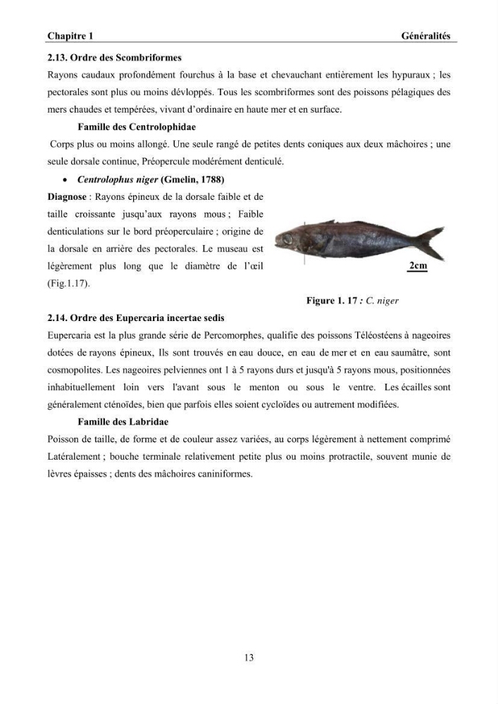 Ostéologie et analyse discriminante : cas des Macrouridae, Chlorophthalmidae, Centrolophidae, et Labridae de la côte algérienne.