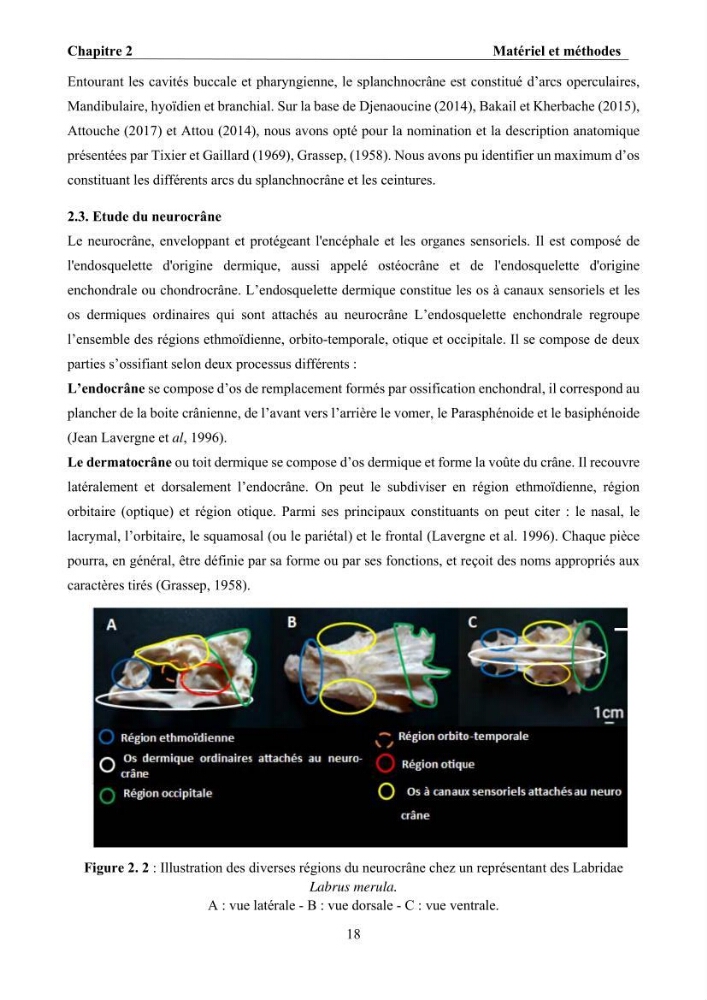 Ostéologie et analyse discriminante : cas des Macrouridae, Chlorophthalmidae, Centrolophidae, et Labridae de la côte algérienne.